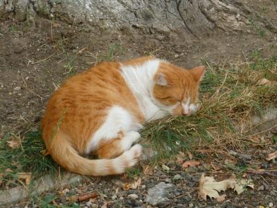 Прикрепленное изображение: P1070537.jpg